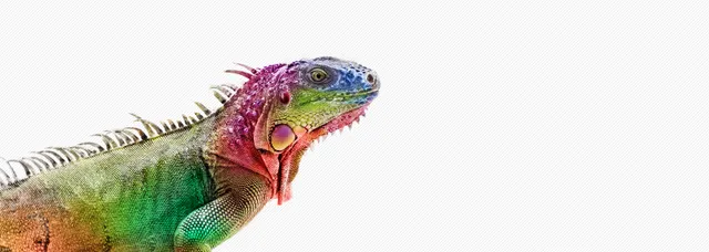 Regenbogenfarbener Leguan vor hellem Hintergrund – Bildmotiv der XLNC-Startseite